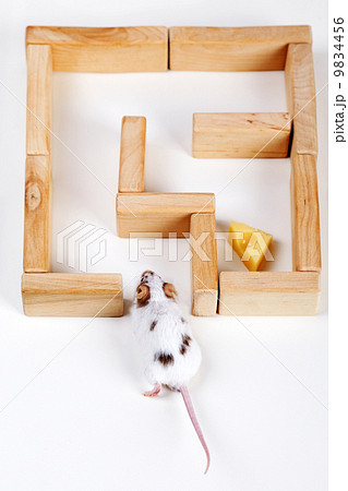 smart mouse in maze looking for cheese smart mouse in maze looking for cheese 9834456