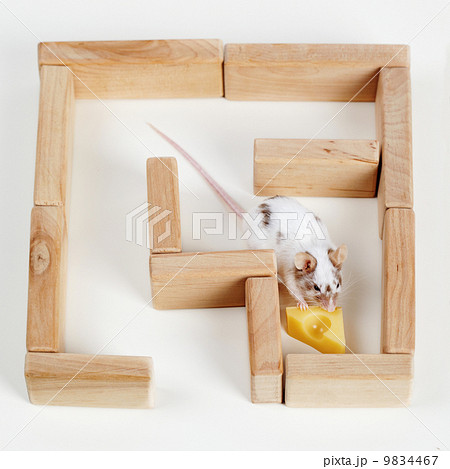 smart mouse in maze looking for cheese smart mouse in maze looking for cheese 9834467