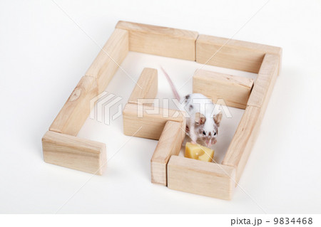 mouse in maze looking for cheese mouse in maze looking for cheese 9834468