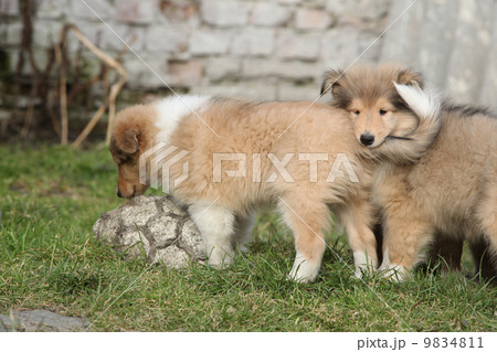 Gorgeous Scotch Collie puppies 9834811