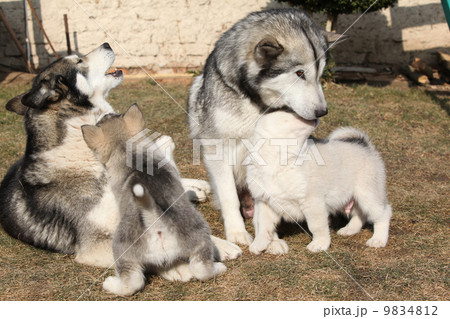 Alaskan malamute parents with puppies 9834812