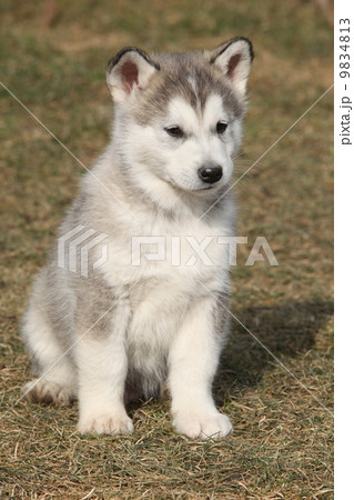 Puppy of Alaskan Malamute in spring 9834813