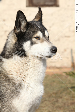 Gorgeous Alaskan Malamute in the garden Gorgeous Alaskan Malamute in the garden 9834821