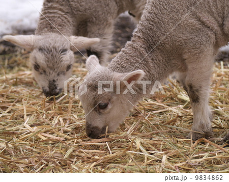 子ひつじ 9834862