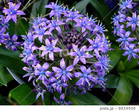 シラー 花 植物 シラー 花 植物 9834930