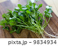 香菜 9834934