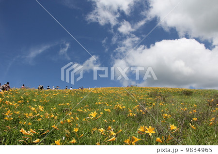 ニッコウキスゲ 9834965