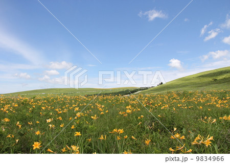草原の花 草原の花 9834966