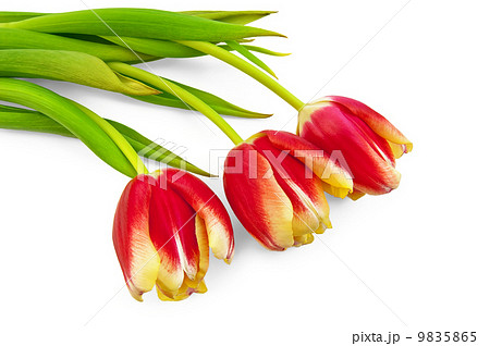 Three yellow-red tulips 9835865