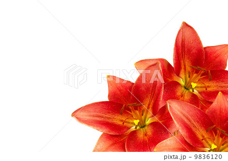 Frame made of orange lilies lilies Frame made of orange lilies lilies 9836120