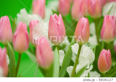 フラワーアレンジ チューリップ フラワーアレンジ チューリップ 9836127