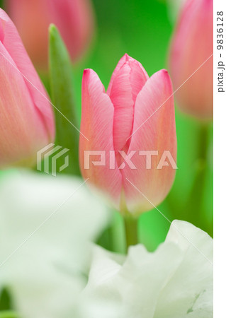 フラワーアレンジ チューリップ フラワーアレンジ チューリップ 9836128