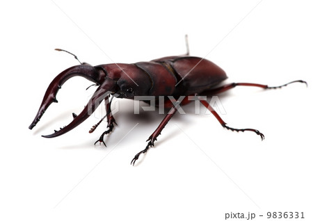 ノコギリクワガタ-Prosopocoilus inclinatus 9836331
