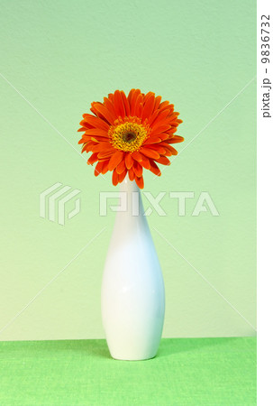 Orange gerber 9836732