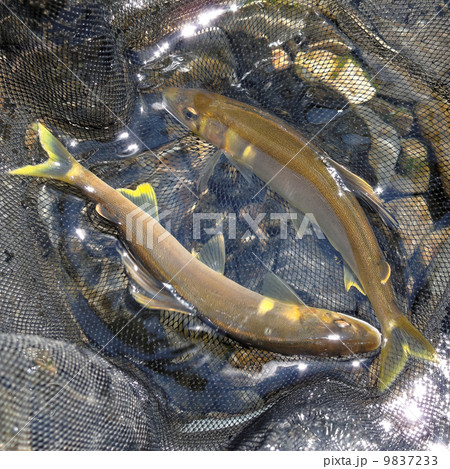 釣りたての天然鮎 釣りたての天然鮎 9837233