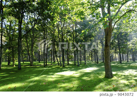 緑地 緑地 9843072