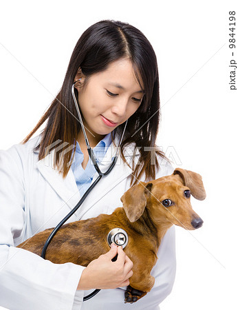 Female veterinarian with dog Female veterinarian with dog 9844198