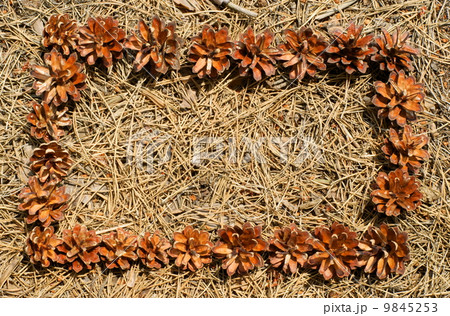 frame of pine needles and pine cones frame of pine needles and pine cones 9845253