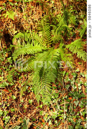 Fern in the forest and ivy Fern in the forest and ivy 9846086