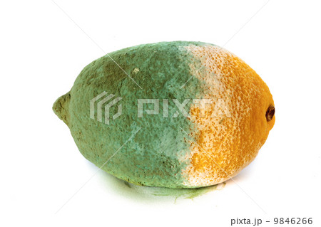 Green moldy lemon citrus fruit isolated. Damaged food. Green moldy lemon citrus fruit isolated. Damaged food. 9846266