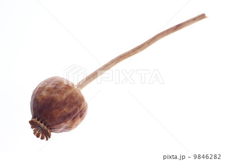 poppy, poppyhead 9846282