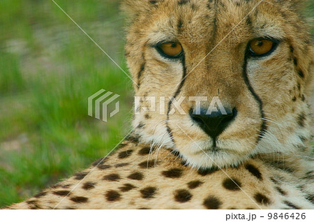 Cheetah (Acinonyx jubatus) looking 9846426