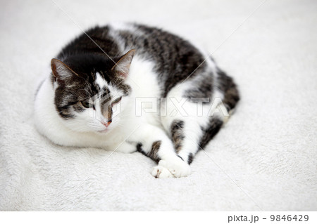 big home cat is lying on a bed big home cat is lying on a bed 9846429