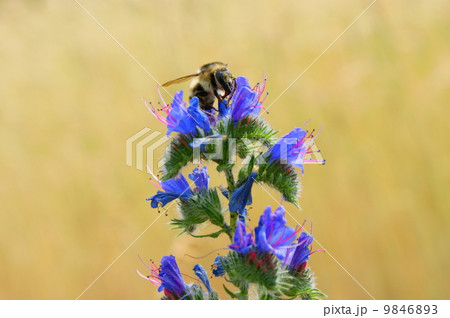 worker bee close-up of bellflowers worker bee close-up of bellflowers 9846893
