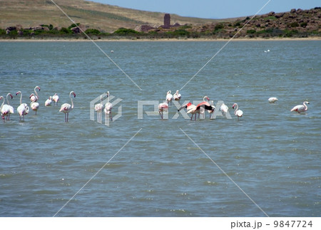 Flamingos 9847724