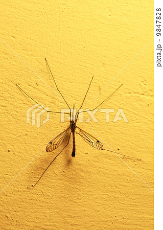 mosquito sitting on wall indoor 9847828