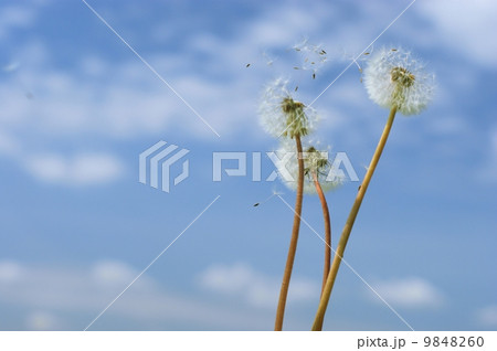 Dandelion head on the sky Dandelion head on the sky 9848260
