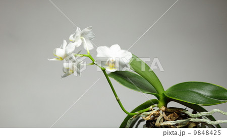 White orchid on gray background 9848425