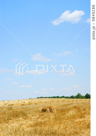 Haystack in a wheat field - harvest 9849286