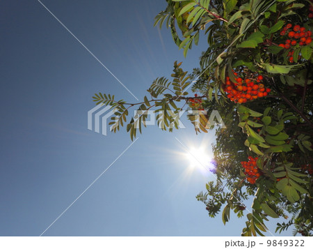 Autumn rowan berries ashberry. Sorbus aucuparia Autumn rowan berries ashberry. Sorbus aucuparia 9849322