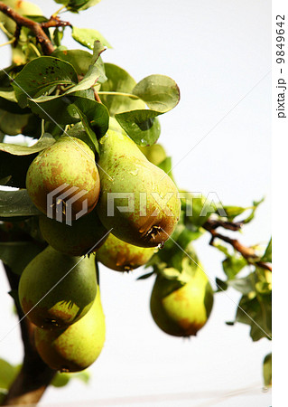 mature fruit in the branch of a tree 9849642