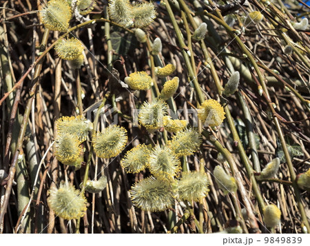 Pussy willow branches with catkins Pussy willow branches with catkins 9849839