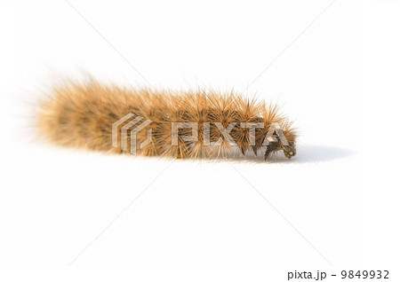 Hairy caterpillar 9849932