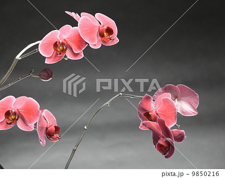 Phalaenopsis. Purple orchid on gray background Phalaenopsis. Purple orchid on gray background 9850216