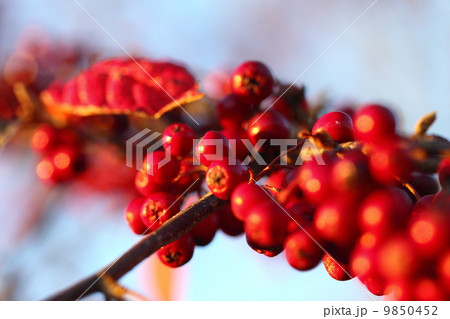 Rowan berries in the fall in natural setting Rowan berries in the fall in natural setting 9850452