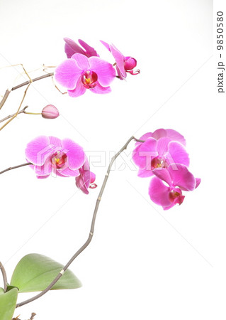 Phalaenopsis. Purple orchid on white background Phalaenopsis. Purple orchid on white background 9850580