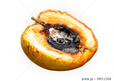 Rotten apple halves isolated. Food waste. Rotten apple halves isolated. Food waste. 9851268