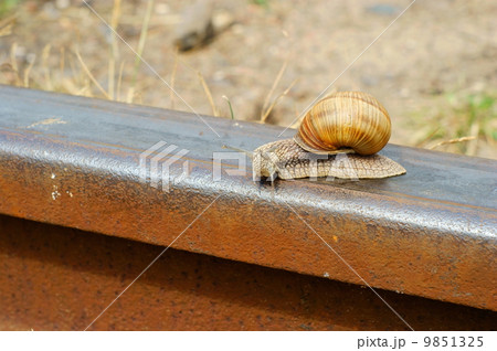 snail on a railway rail 9851325