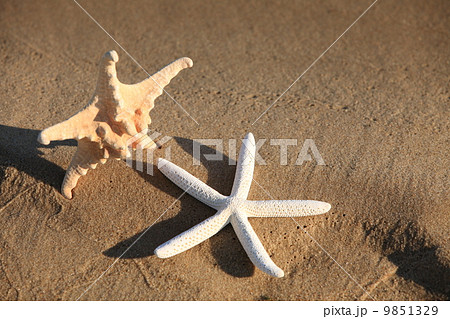 Starfish with sand as background 9851329
