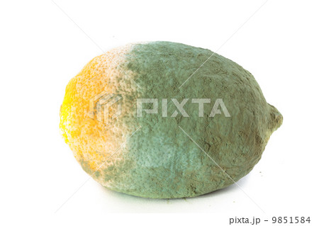 Green moldy lemon citrus fruit isolated. Damaged food. Green moldy lemon citrus fruit isolated. Damaged food. 9851584