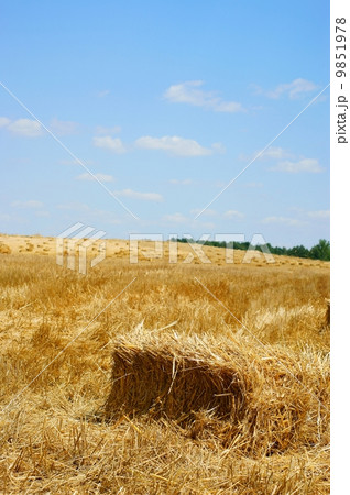Haystack in a wheat field - harvest Haystack in a wheat field - harvest 9851978