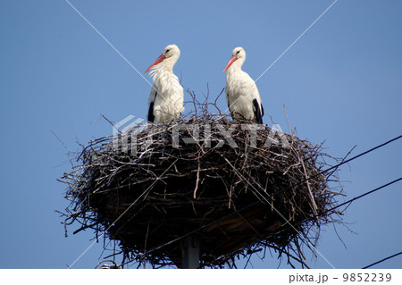 Two friends - stork couple on nest on the blue sky Two friends - stork couple on nest on the blue sky 9852239