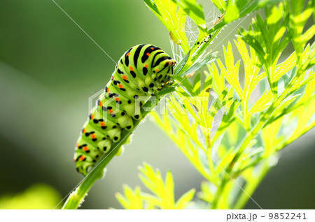 Green caterpillar Green caterpillar 9852241