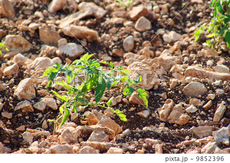 tomato plant, green branch 9852396