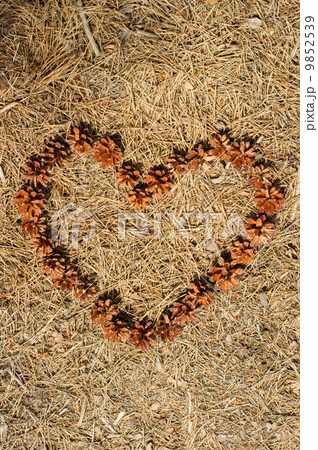 frame of pine cones - Heart. 9852539