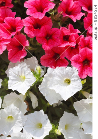 Pink white petunia flower plants in the garden. Pink white petunia flower plants in the garden. 9854524